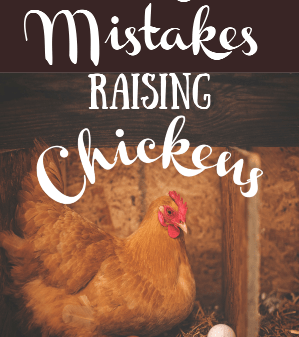 Top 5 Mistakes Raising Chickens My Favorite Homestead