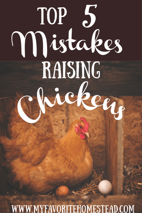 Top 5 mistakes raising chickens