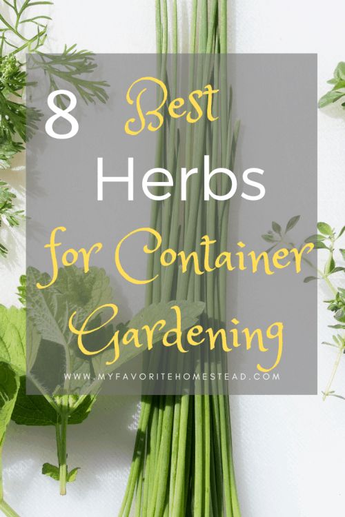 Herbs for container gardening