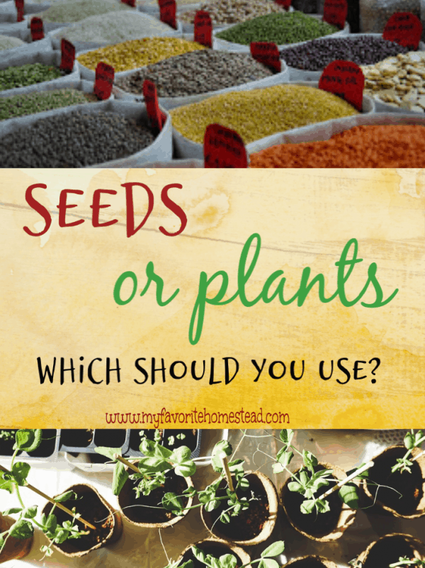 seeds or plants