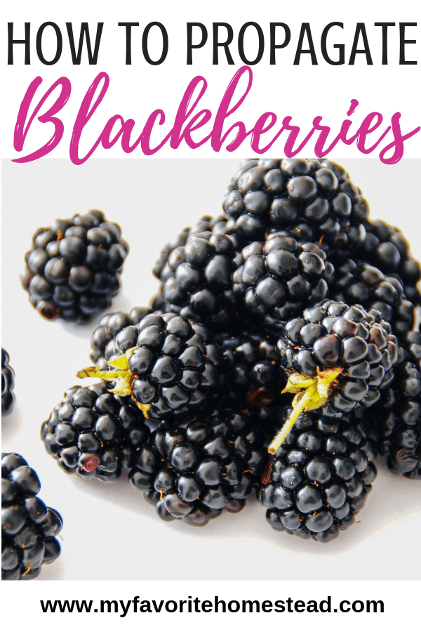 Lear how to propagate blackberries to increase your crop quickly and easily. #blackberries #thornlessblackberries #propagateblackberries