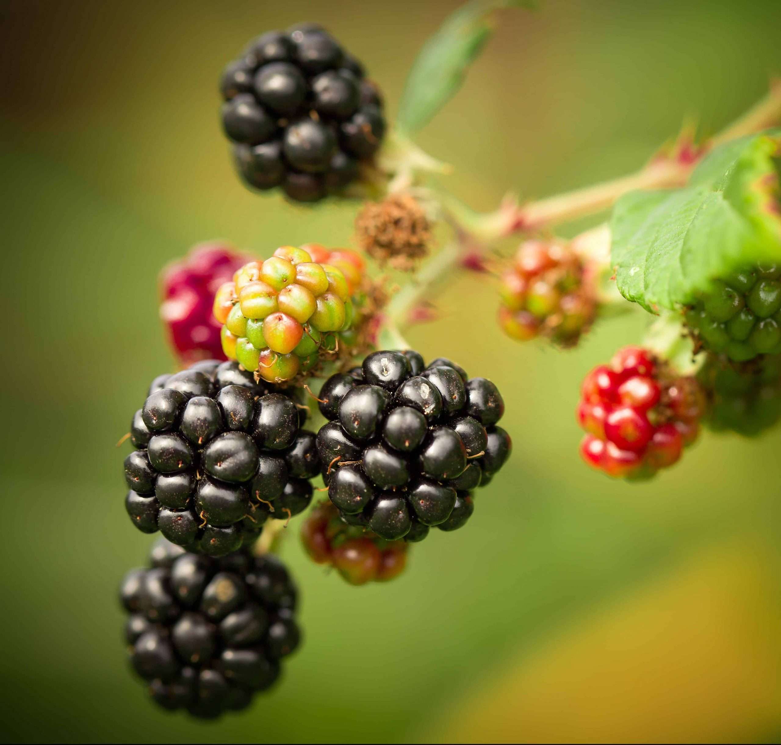 Check out these 7 easy steps to propagate blackberries in order to increase your crops. These thornless or tame blackberries solve the problem of dealing with all the thorns. #blackberries #blackberry #propagateblackberries