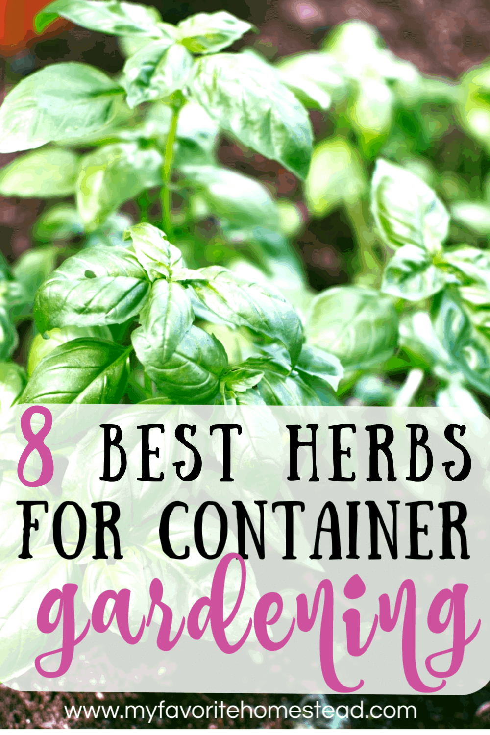 Herb Container Gardening - My Favorite Homestead