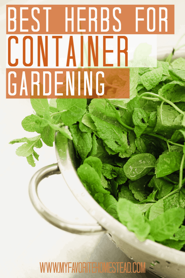 Best herbs for container gardening