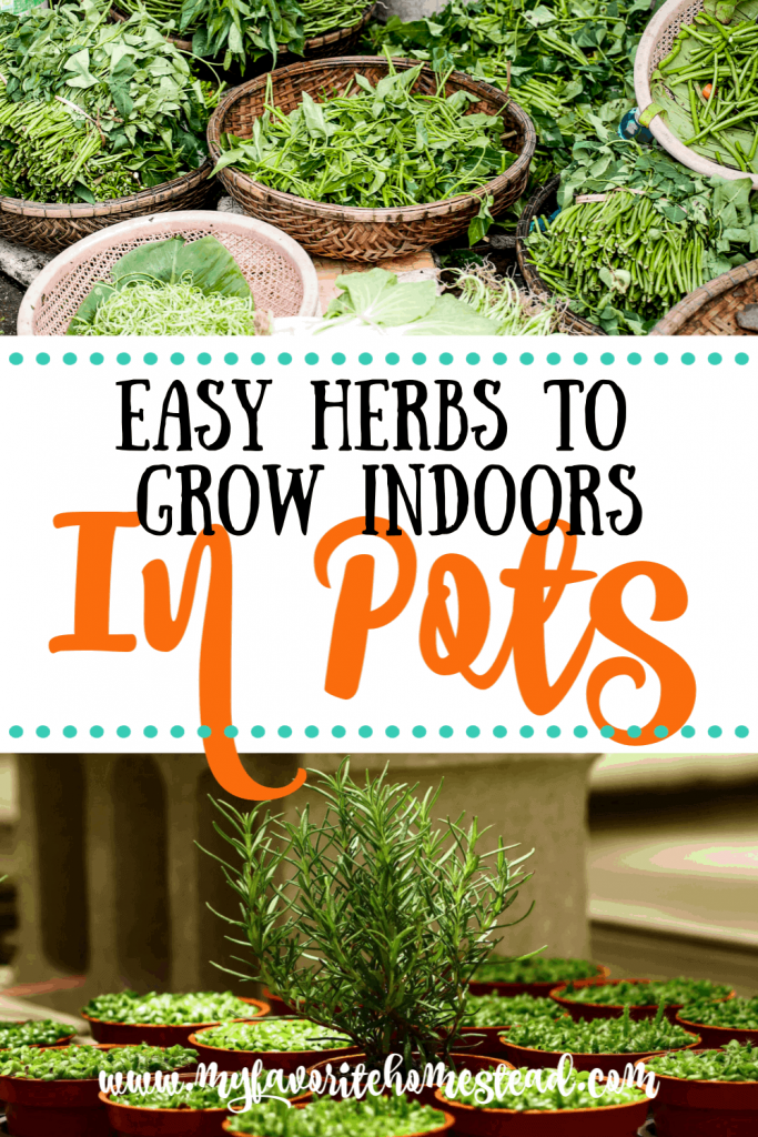 Easy herbs to grow indoors in pots