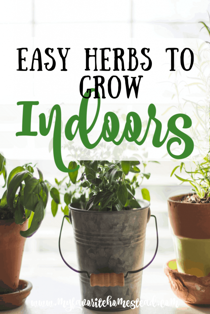 Easy herbs to grow indoors