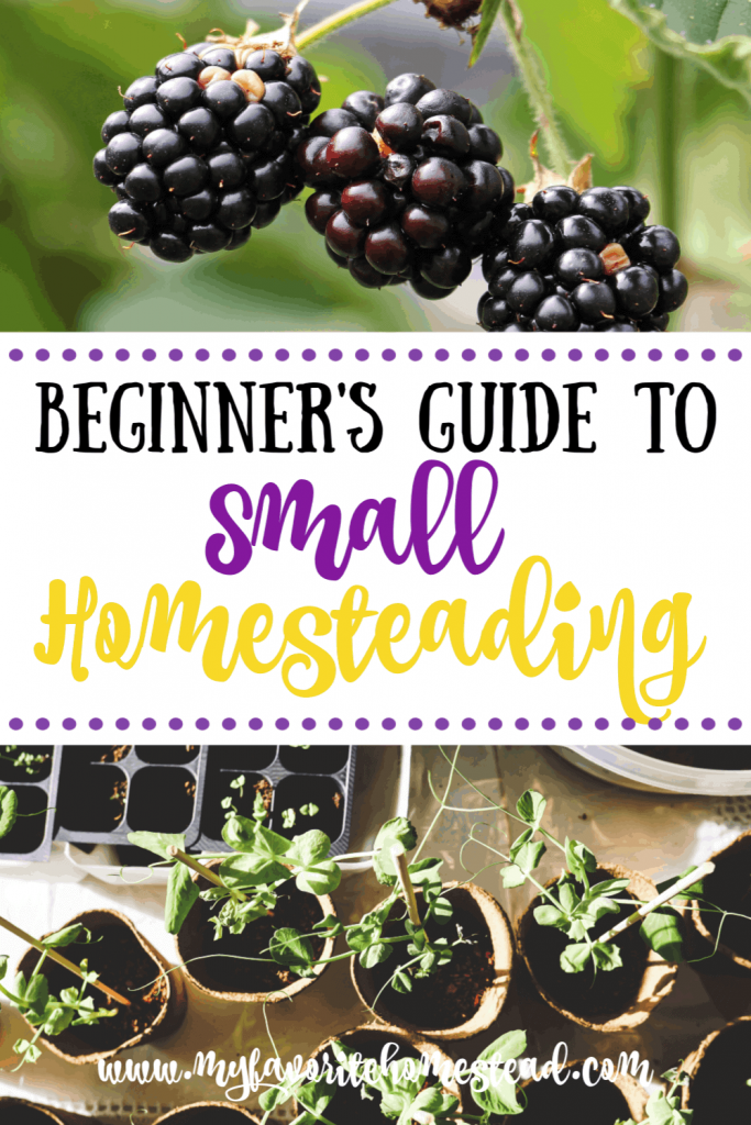 Small Homesteading Beginner's Guide