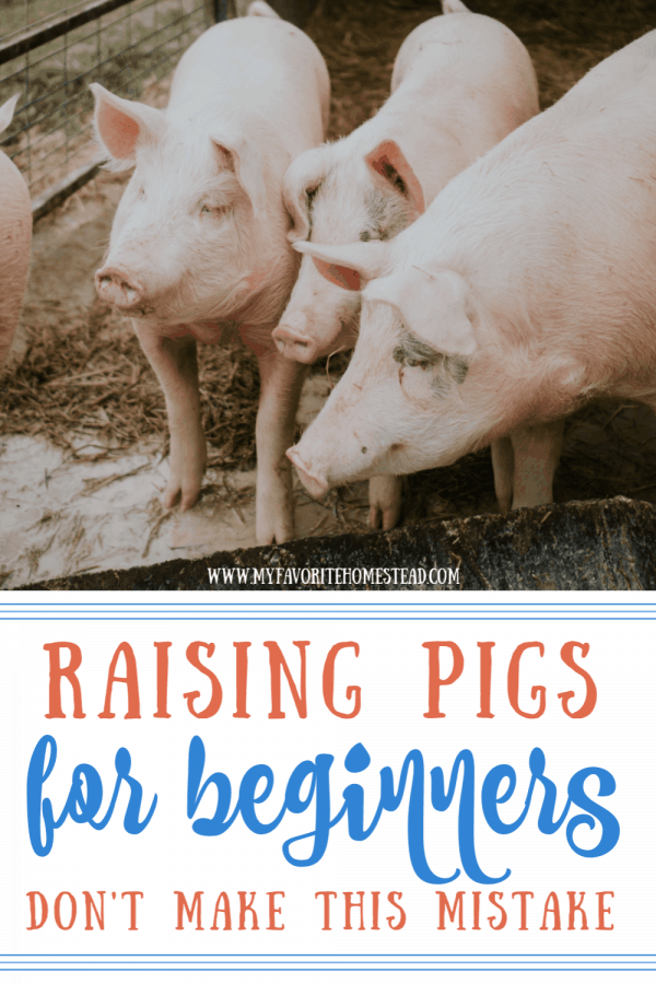 Raising pigs for beginners - don't make this mistake