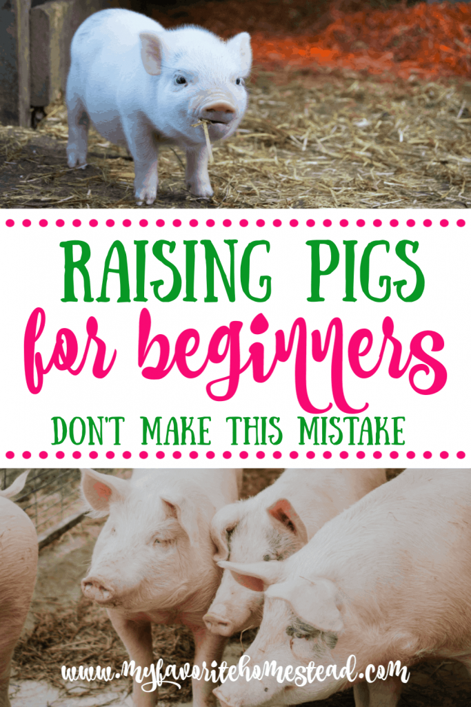 Raising pigs for beginners - don't make this mistake