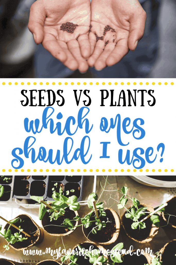Seeds vs Plants: Which ones Should I Use?