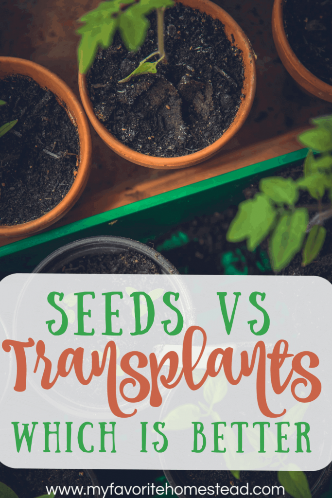 Seeds vs Transplants: which is better?