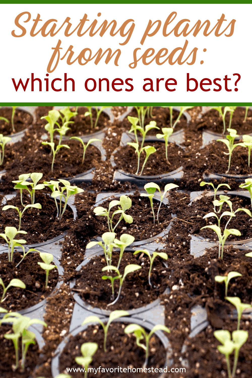 Seeds or Plants: Which Should You Choose?