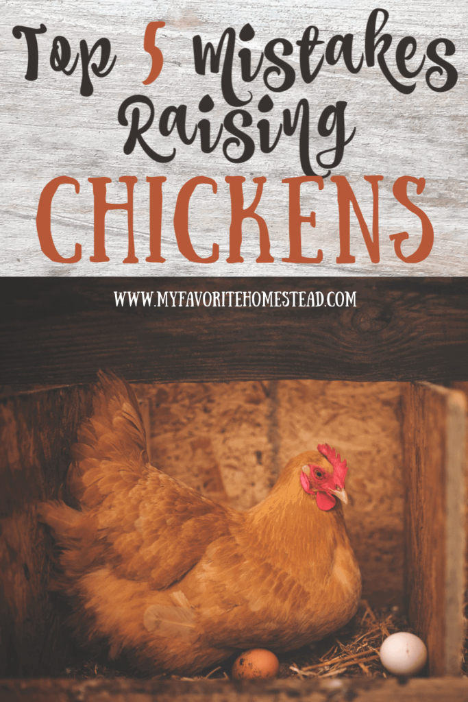 5 Mistakes Raising Chickens