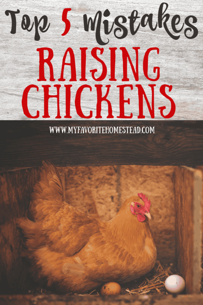 Top 5 Mistakes Raising Chickens