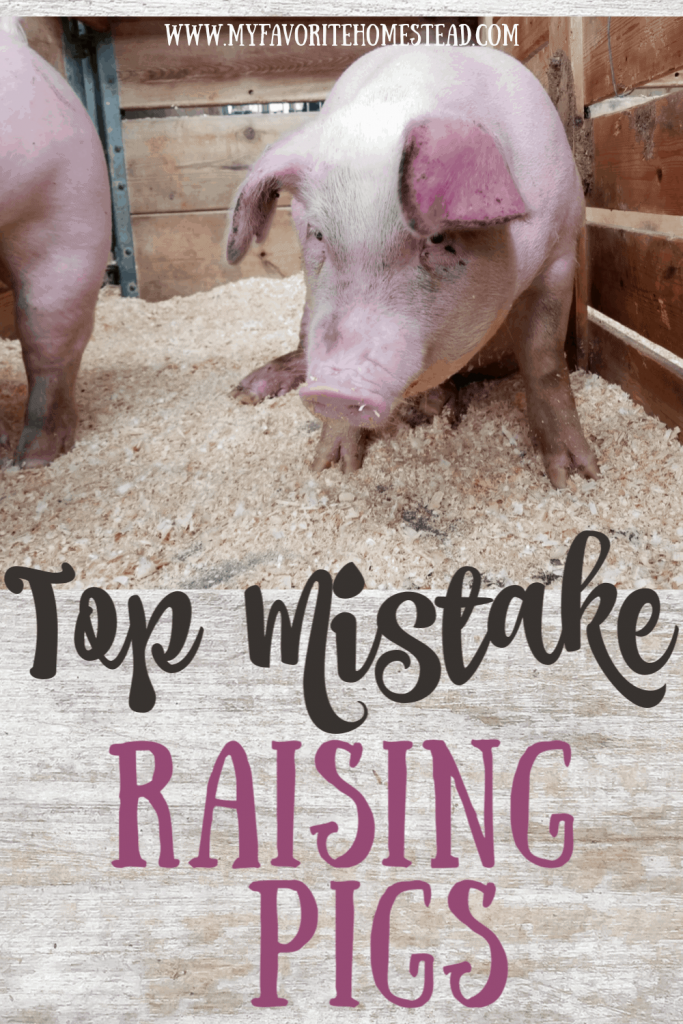 Top Mistake Raising Pigs
