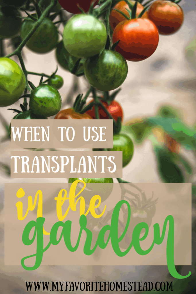 When to Use Transplants in the Garden