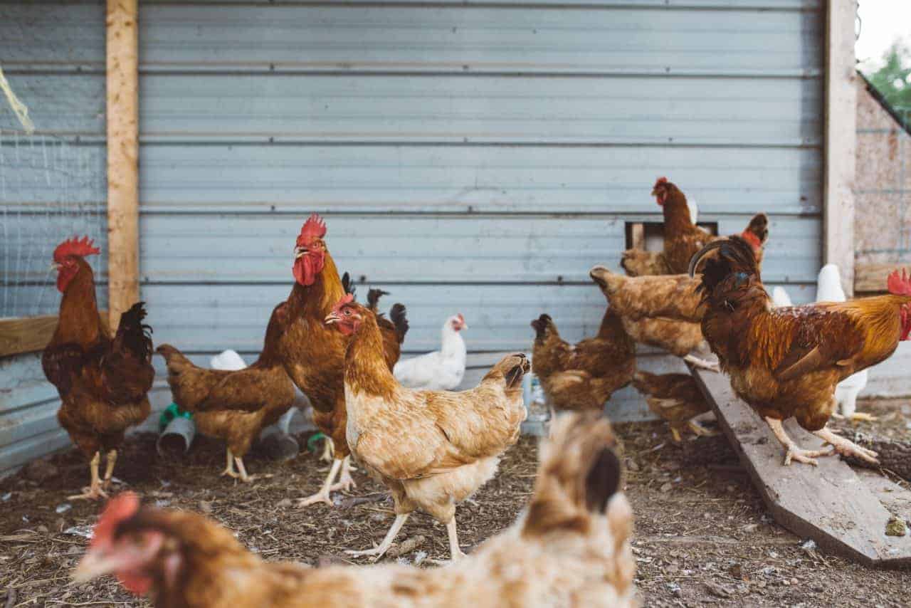 Raising Chickens For Beginners My Favorite Homestead