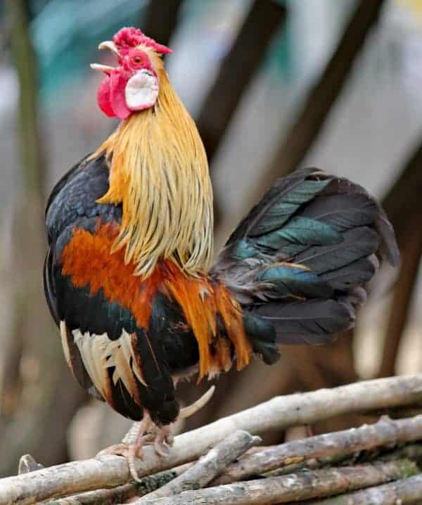 rooster