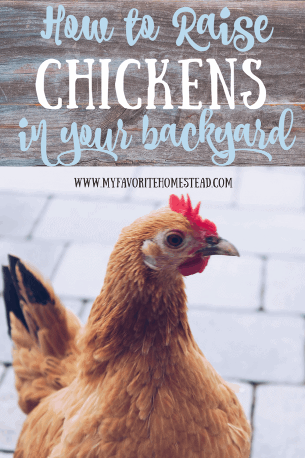 Raising Chickens For Beginners - My Favorite Homestead