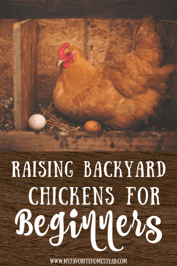 Raising Chickens For Beginners - My Favorite Homestead