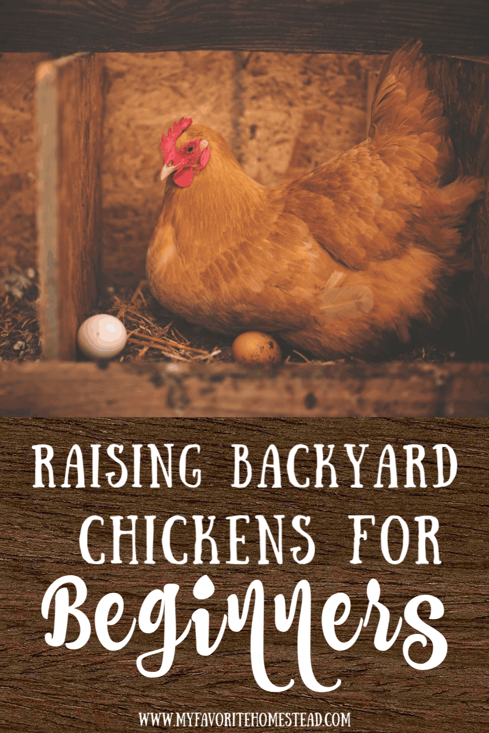 Raising Chickens For Beginners My Favorite Homestead