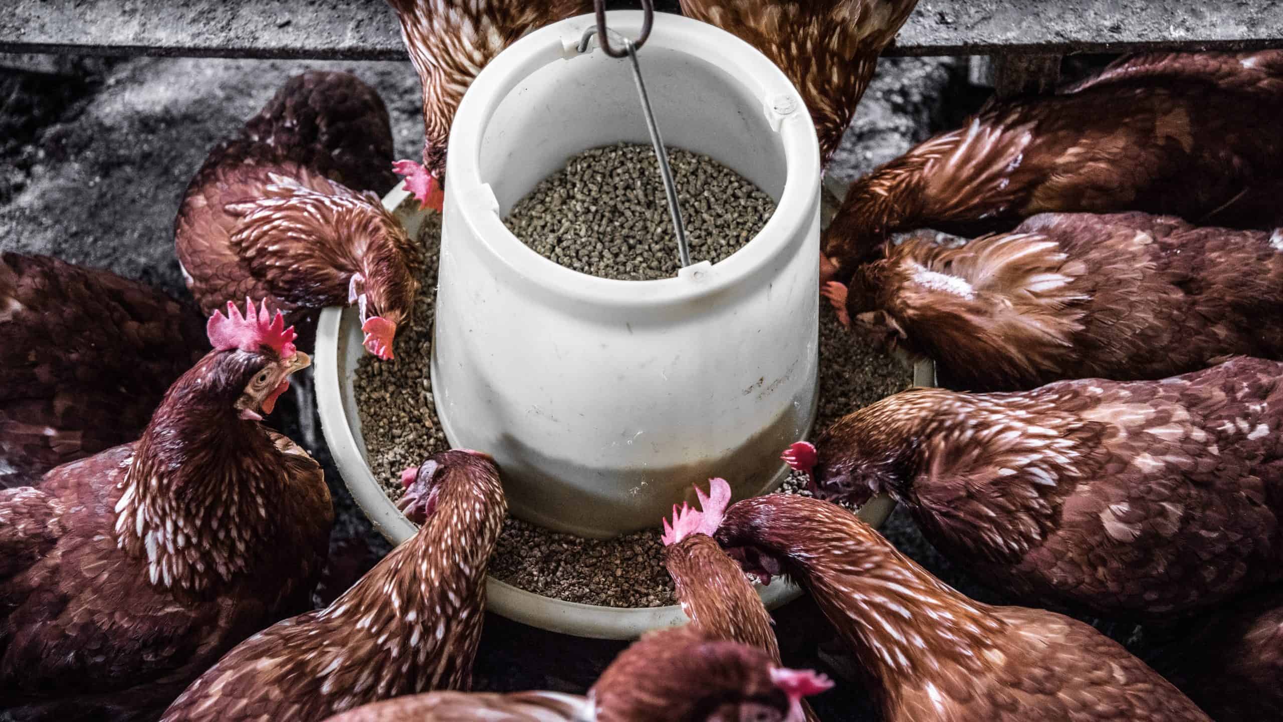 chickens eating from feeder