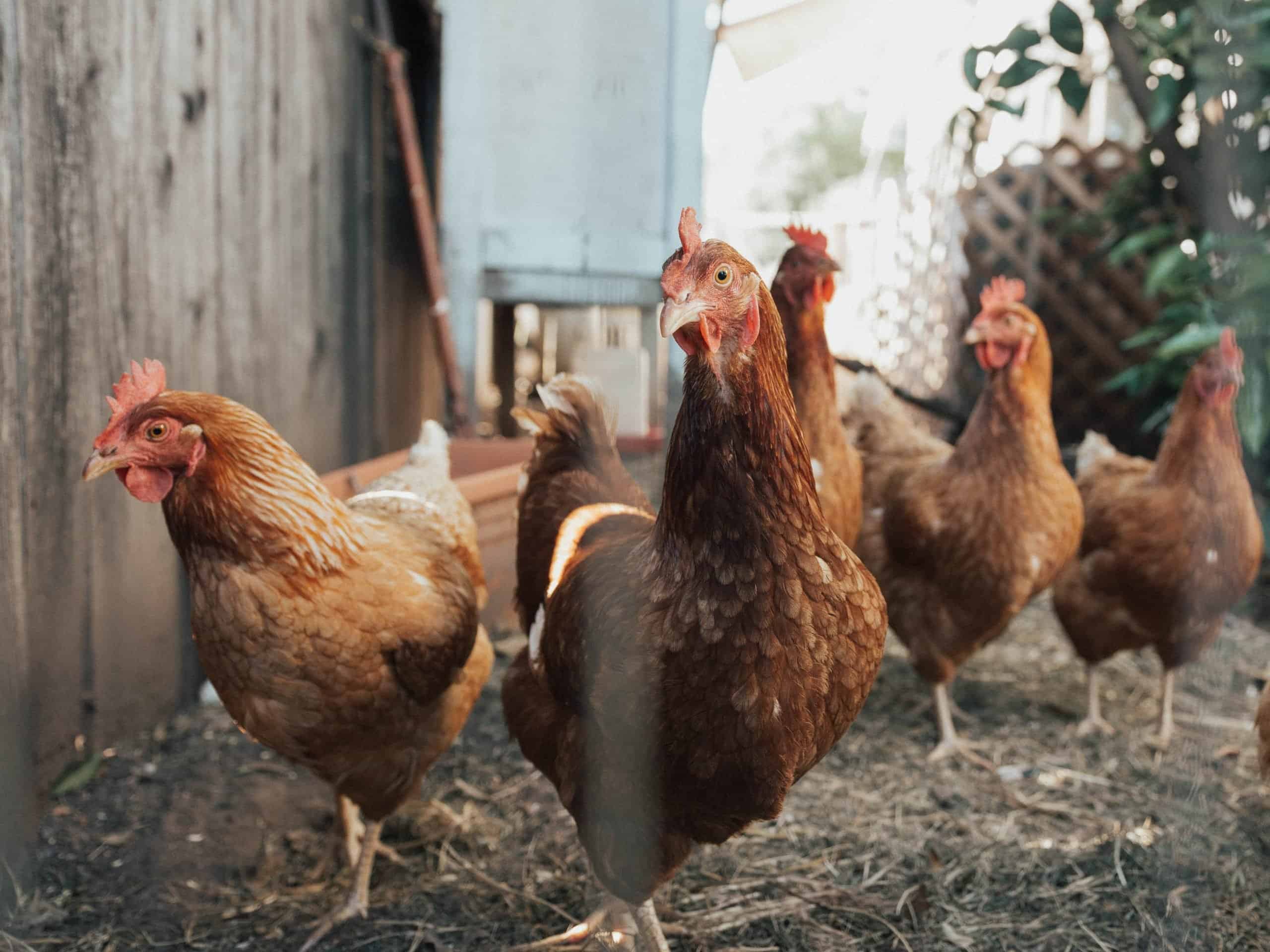 brown chickens