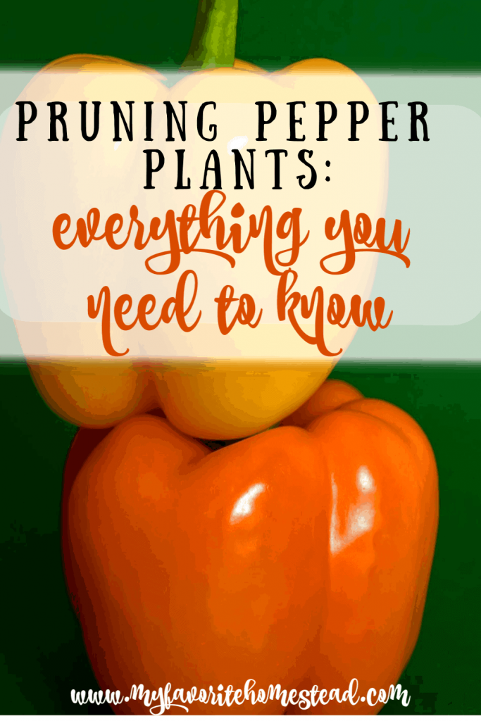 pruning pepper plants: what you need to know