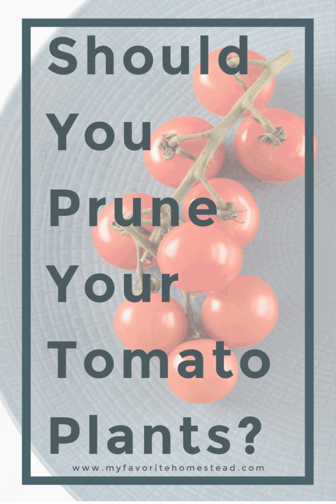 Should you prune your tomato plants?