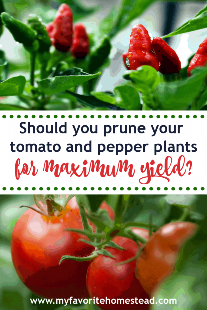 Should you prune your tomato and pepper plants for maximum yield?