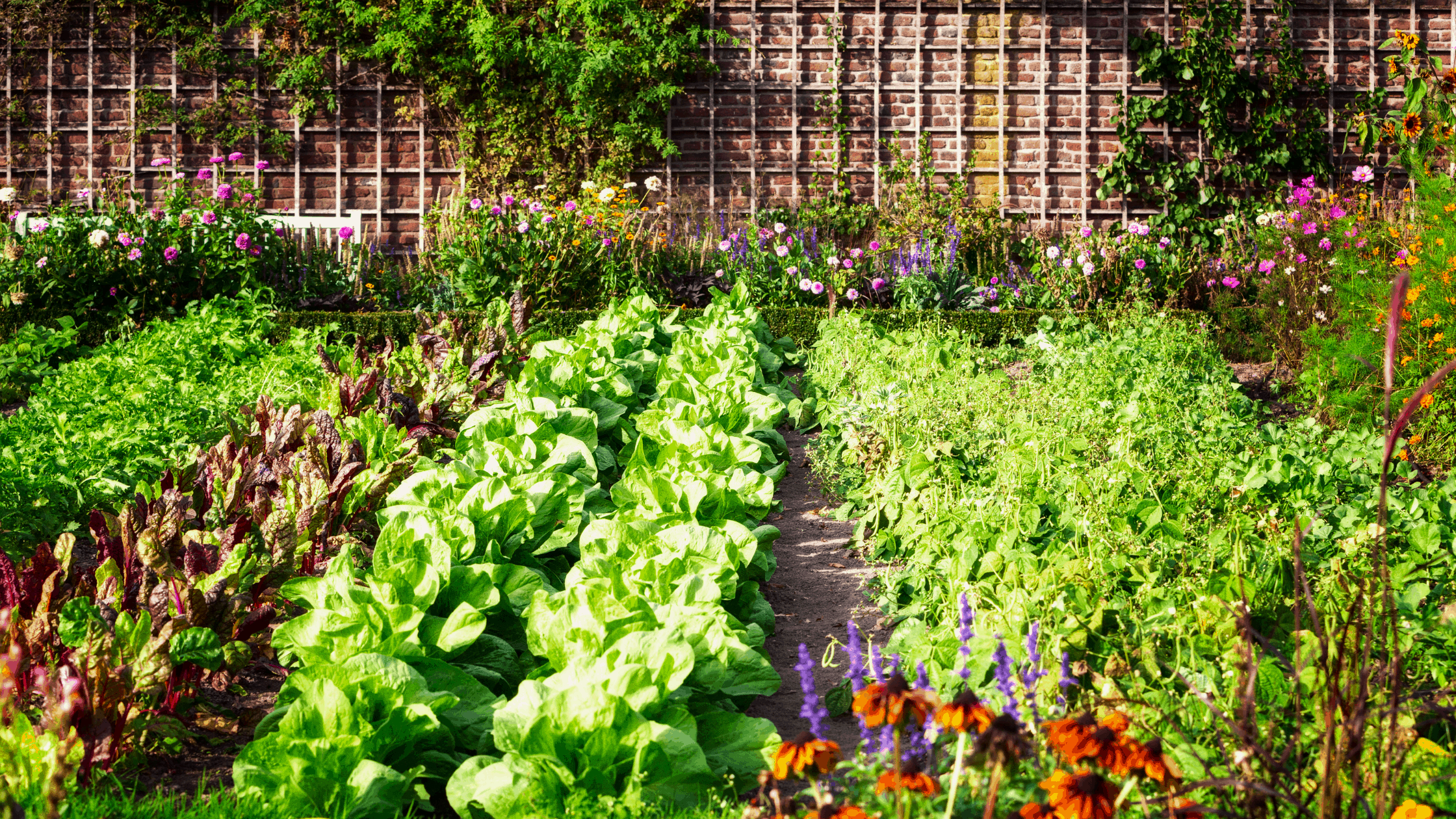 Why you Need to Weed your Vegetable Garden