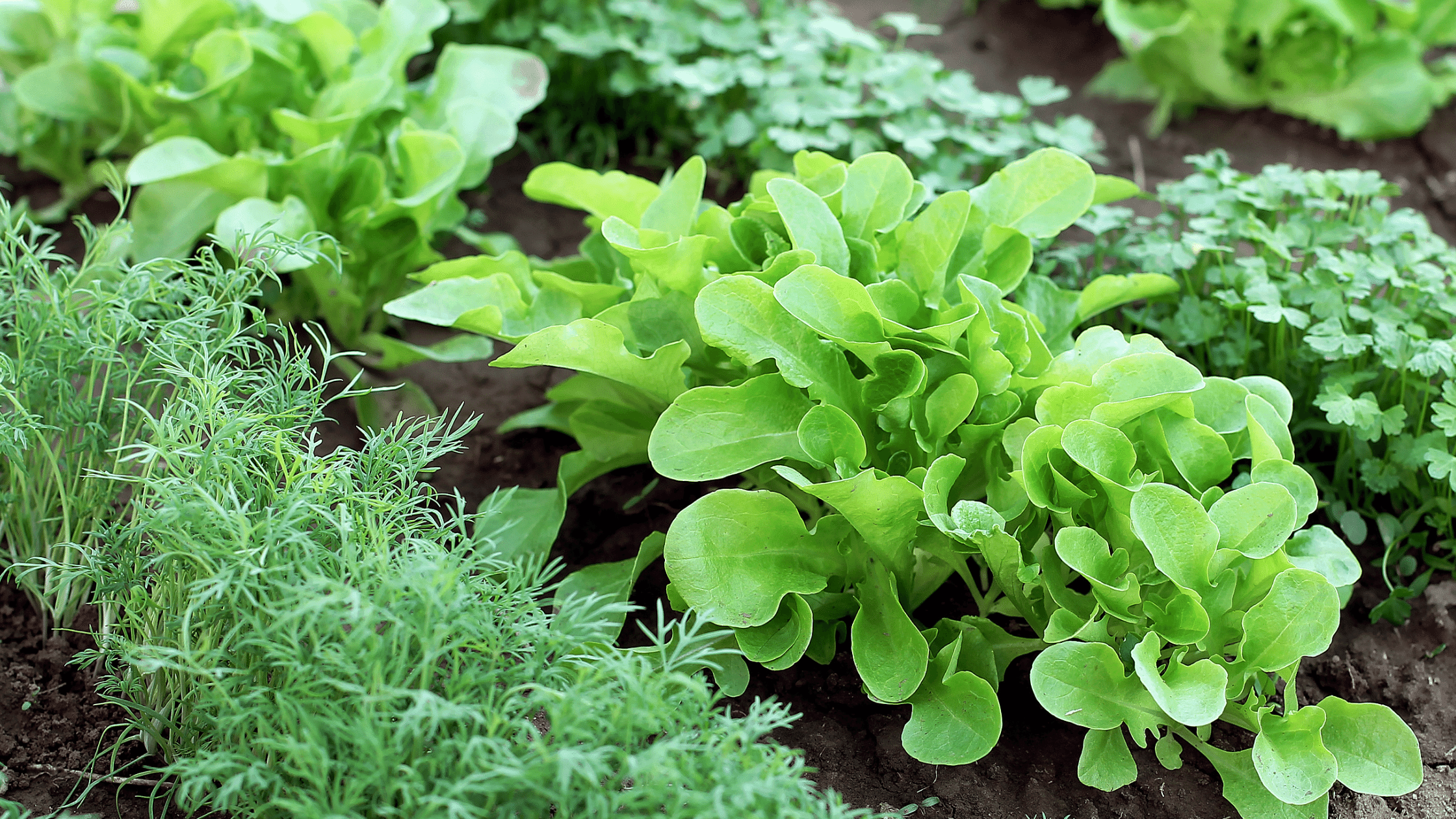 Love gardening but not sure how to tell if your garden will get the right amount of sun? Check out this blog post for some gardening tips to ensure your backyard vegetable garden has the right amount of sunlight.