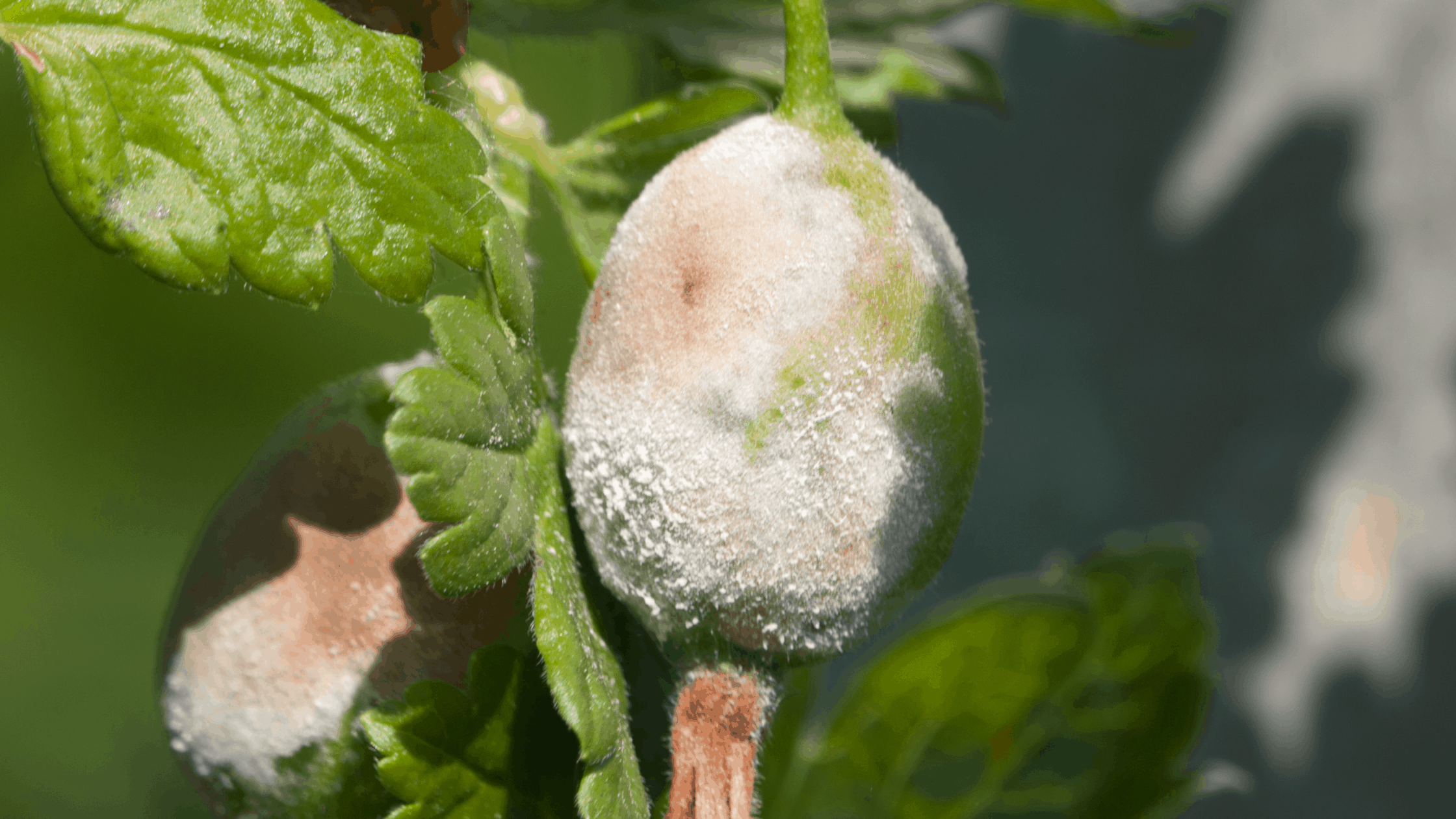 Looking for a solution for dealing with the mold & mildew on your vegetable plants? Learn the tips you need to deal with this issue in your vegetable garden.