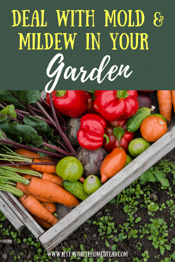 Having trouble with mold & mildew in your vegetable garden this spring? Learn how to deal with mold & mildew on your vegetable plants for a productive garden.