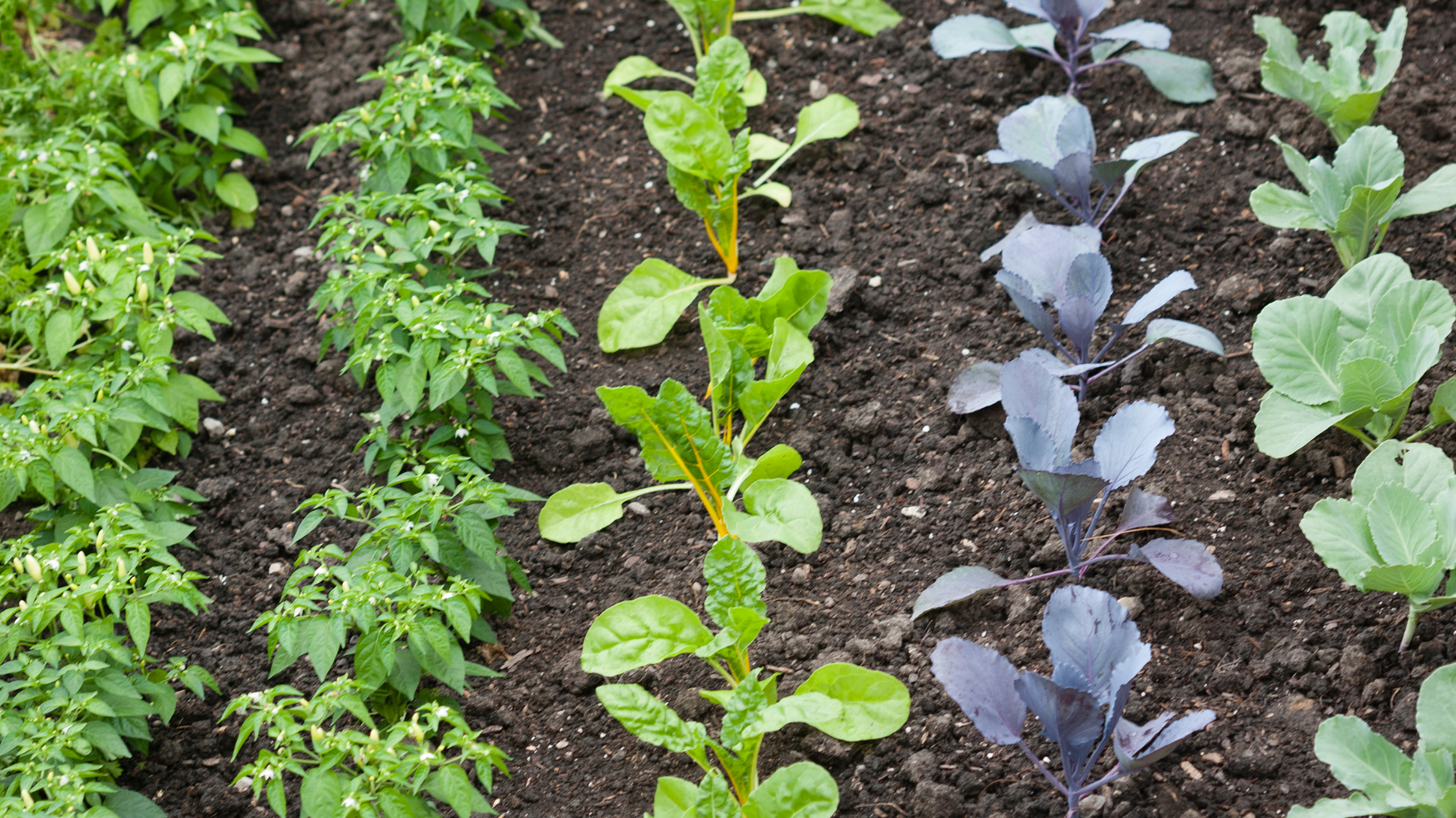 Looking for some garden planning tips? These vegetable garden ideas will help you understand how much space each plant needs to have a successful backyard veggie garden!
