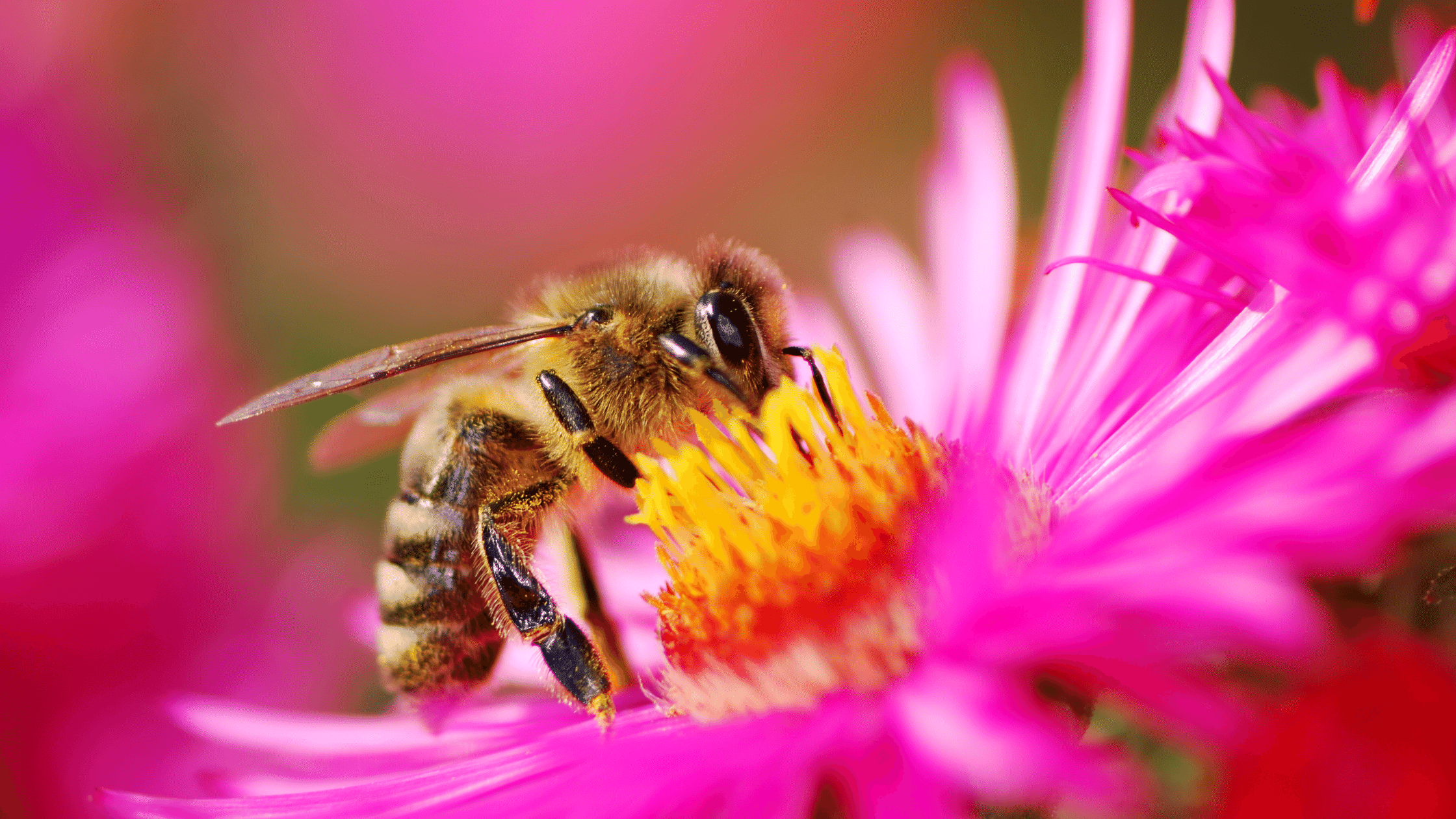 How to Attract Pollinators to your Garden