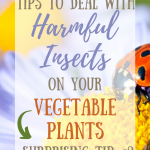 Ready to learn about keeping bugs out of your veggie garden, without those pesky bugs eating your crop? In this article, we explain the tips for ridding your garden of unwanted pests and provide organic gardening solutions, perfect for beginning gardeners and homesteaders. Tap to read more from My Favorite Homestead | Gardening and Homesteading Tips