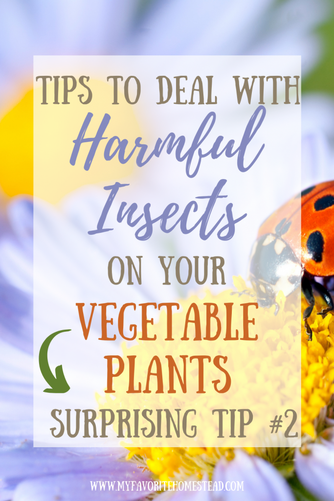 Ready to learn about keeping bugs out of your veggie garden, without those pesky bugs eating your crop? In this article, we explain the tips for ridding your garden of unwanted pests and provide organic gardening solutions, perfect for beginning gardeners and homesteaders. Tap to read more from My Favorite Homestead | Gardening and Homesteading Tips