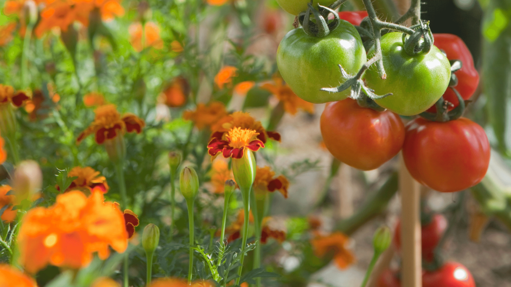 Maximize Your Garden Space Using Interplanting