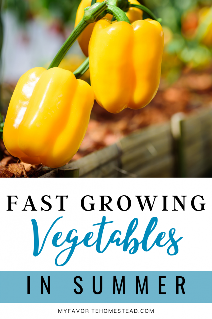 Looking for heat resistant vegetables to grow, without having the plants die? In this article, we explain heat tolerant vegetables to grow this summer and that survive hot climates, perfect for beginner gardeners and homesteaders. Tap to read more from My Favorite Homestead | Gardening and Homesteading Tips