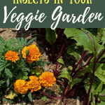 Ready to learn about keeping bugs out of your garden, without those pesky bugs eating vegetable plants? In this article, we explain how to leave the helpful insects and organic gardening tips for getting rid of harmful insects, perfect for beginning gardeners and homesteaders. Tap to read more from My Favorite Homestead | Gardening and Homesteading Tips