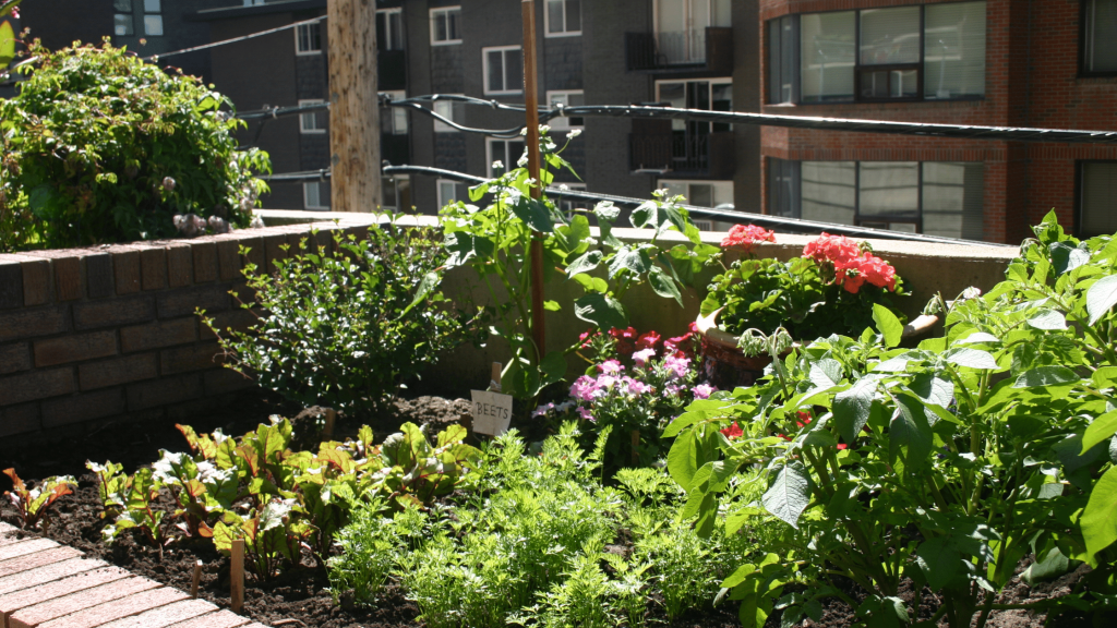 plants in a city garden