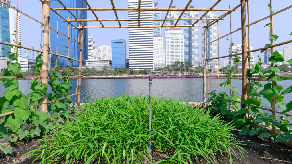 urban garden