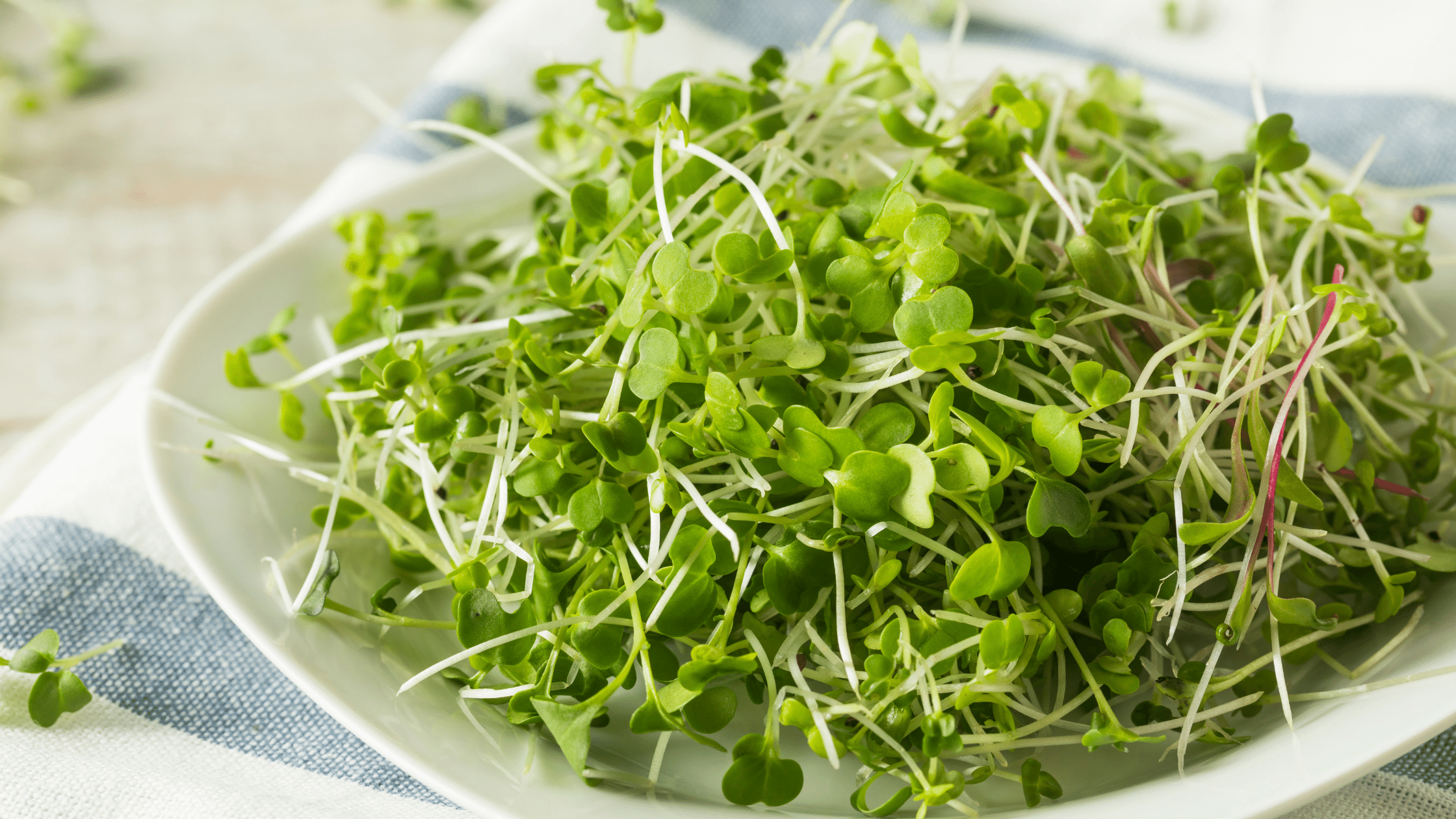 How to Grow Microgreens that are Nutritious