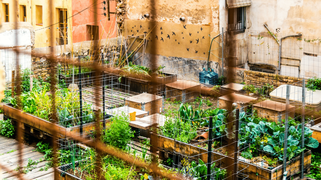 urban community garden