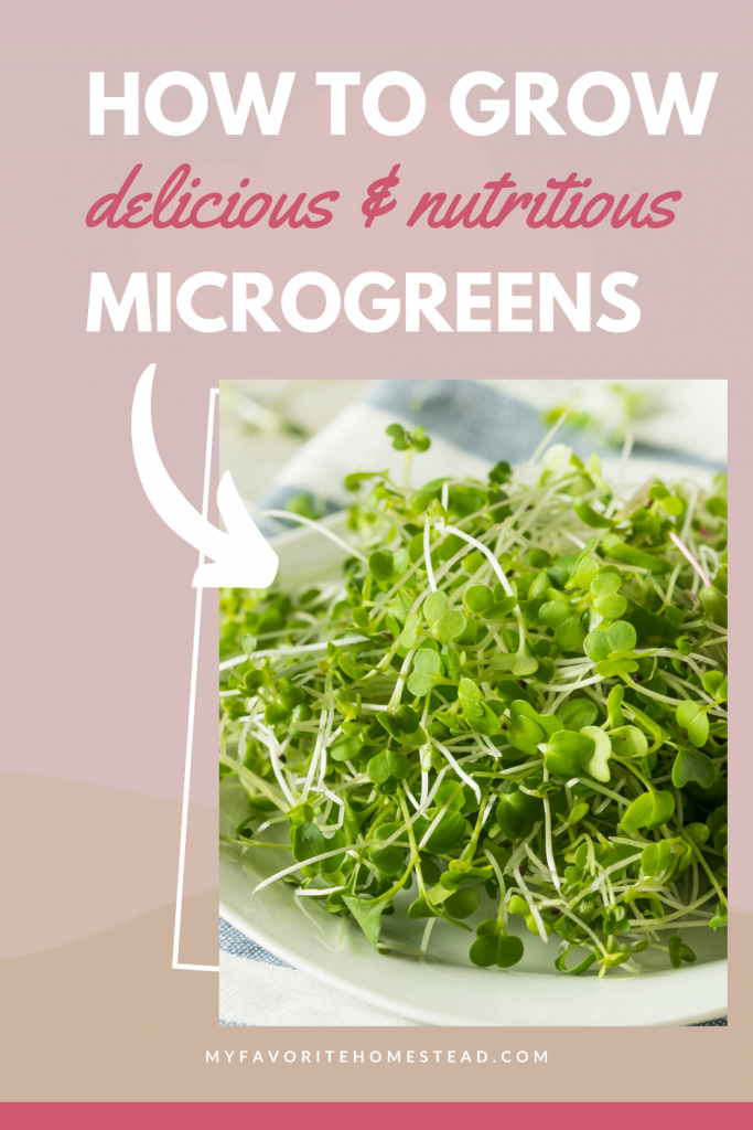 Love the idea of gardening but don't have any space or want to create a whole garden outdoors. Growing microgreens is an easy way to get started vegetable gardening. All you need are some containers and a sunny windowsill. Easy to care for, just spritz with a water bottle to keep these little plants healthy.