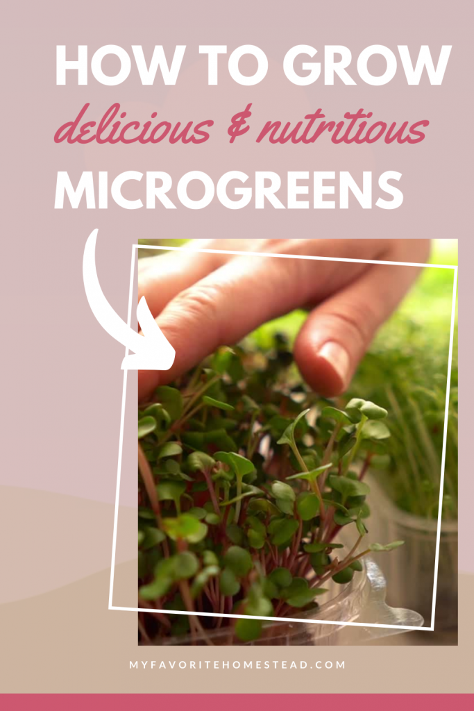 Love the idea of gardening but don't have any space or want to create a whole garden outdoors. Growing microgreens is an easy way to get started vegetable gardening. All you need are some containers and a sunny windowsill. Easy to care for, just spritz with a water bottle to keep these little plants healthy.
