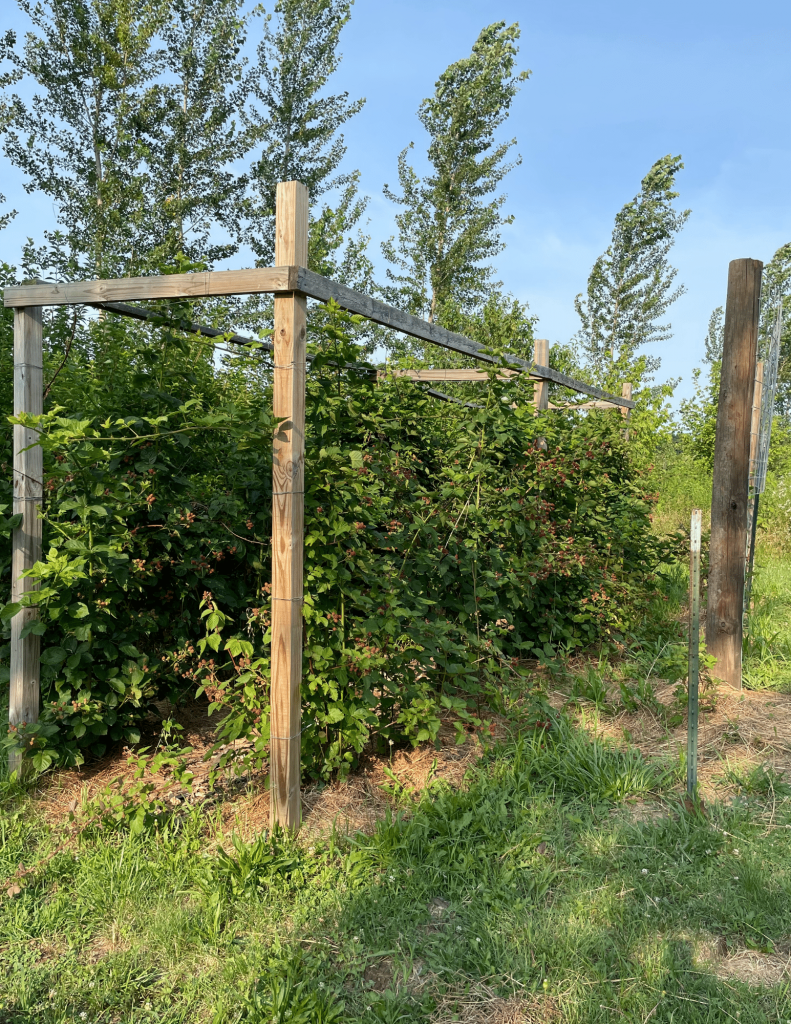 Growing blackberries on a trellis made out of wood and wire.
