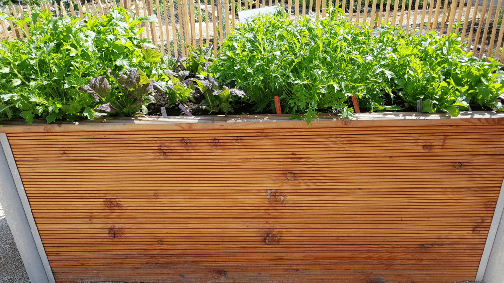 vegetables in a narrow raised bed