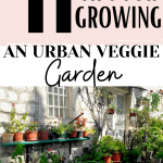 veggie garden in containers with text "11 tips for growing an urban veggie garden"